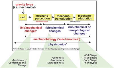 Some Challenges in Gravity Related Research